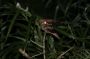 Trinidad2005 - 142 * White-tailed Nightjar (female).